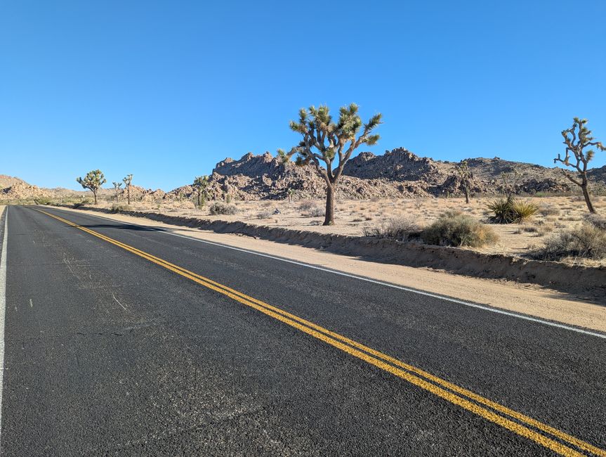 Joshua Tree