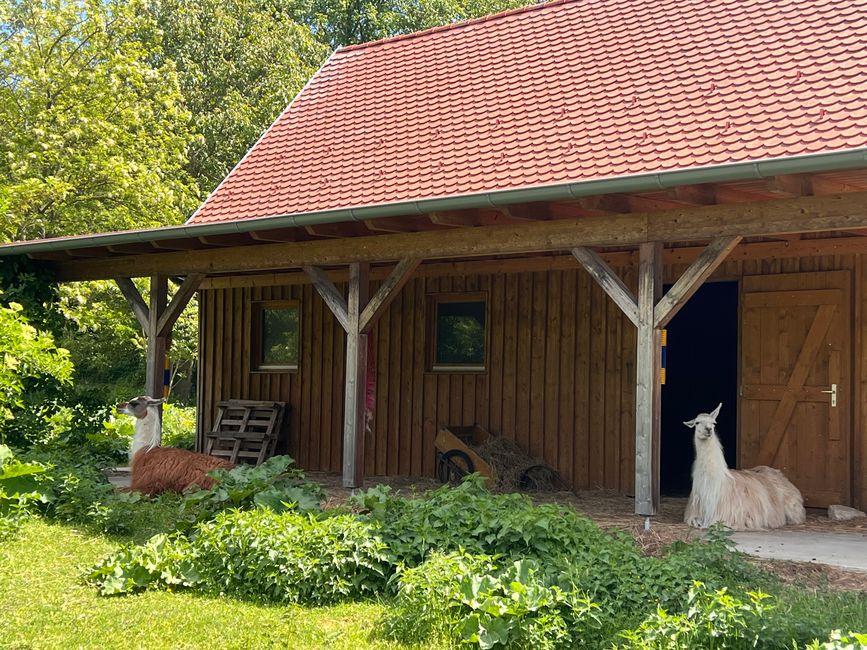 12 a Wiener Neustadt