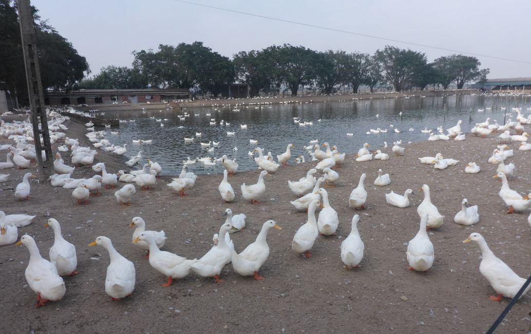 De nombreux futurs canards pékinois