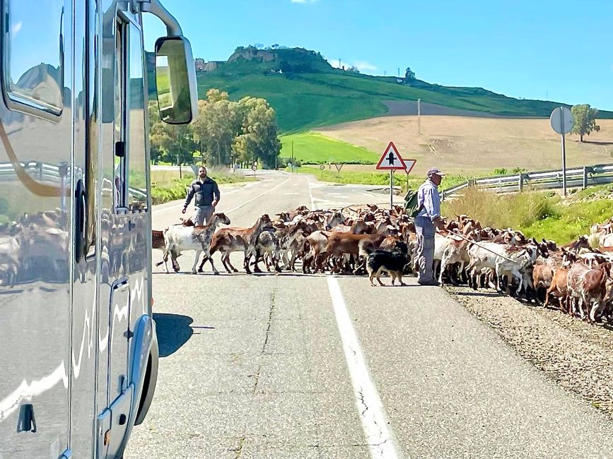 Eine Schafherde auf der Straße – es gibt Schlimmeres.