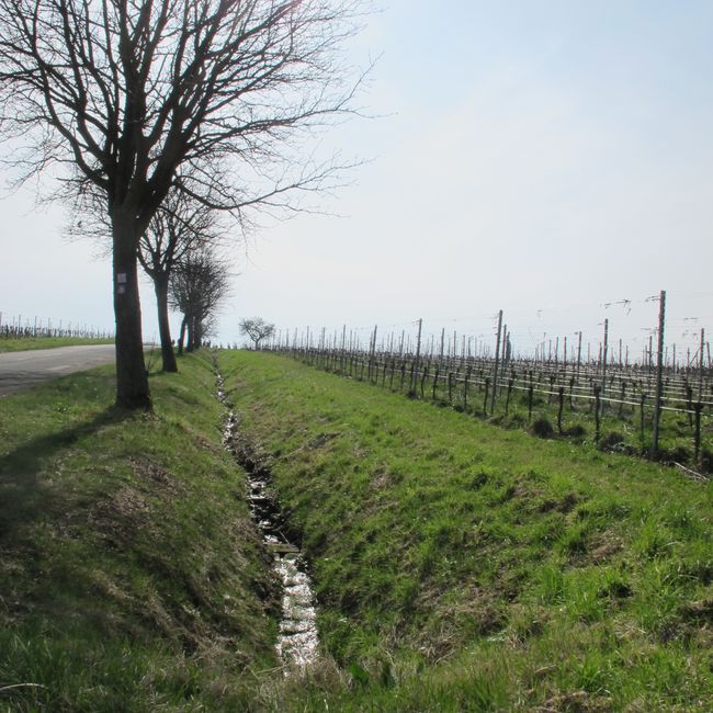 The vineyards are still bare