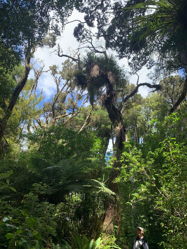 22_OHAKANE ET BALADES EN FORÊT