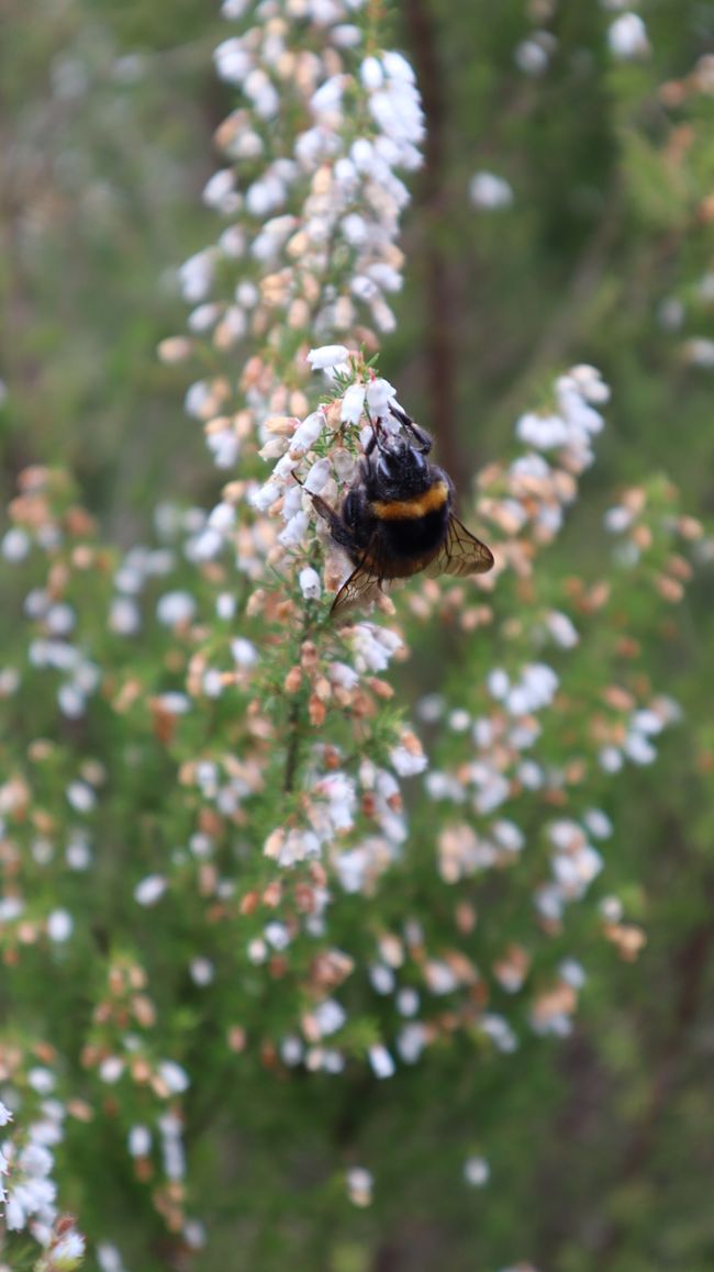 Der Frühling ist deutlich spürbar