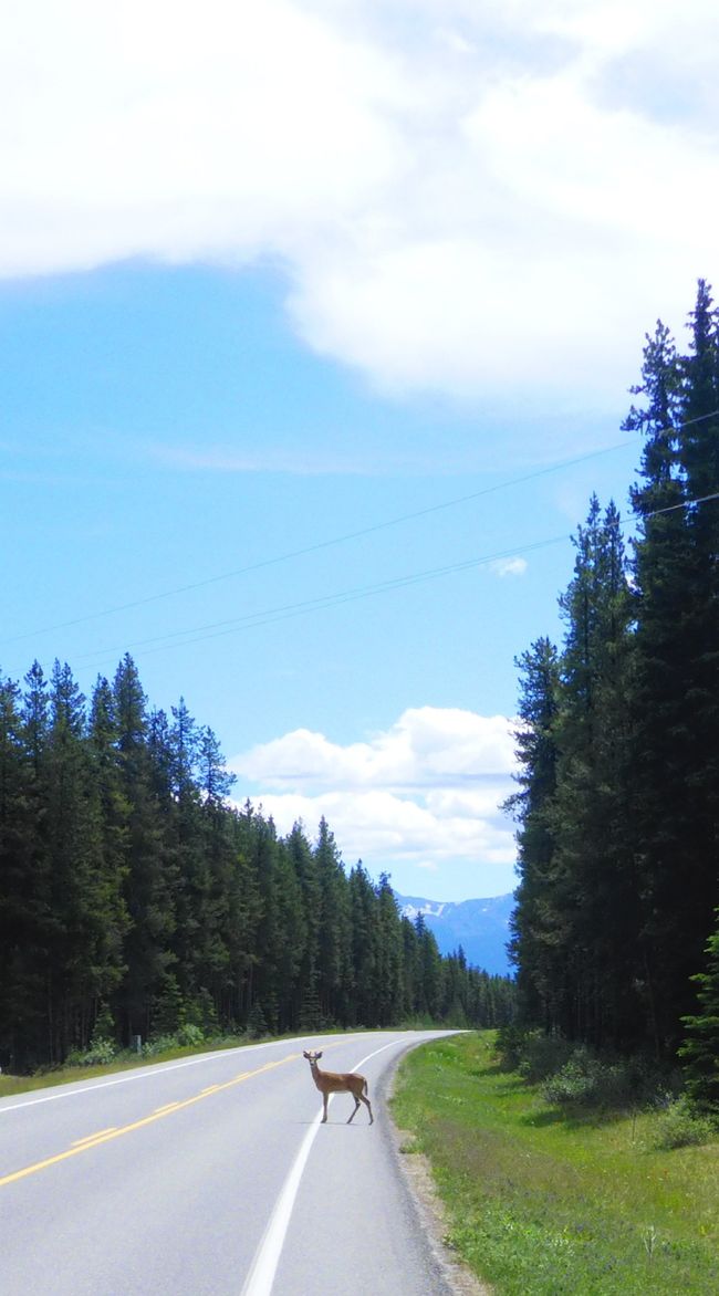 2025-06-30 Bow Parkway verso Banff
