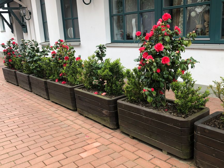 Camellias in Boltenhagen - who would have expected that