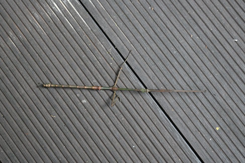 Insecte