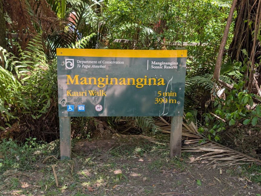 Kauri Wald