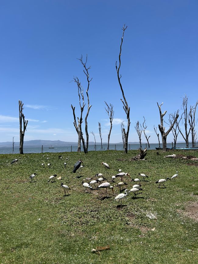 Nashörnchen in Ol Pejeta und Flusspferde in Naivasha