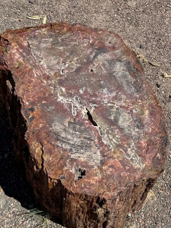 Forêt Fossile