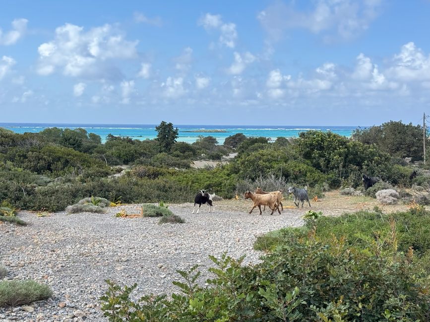 Spiaggia di Elafonissi con capre