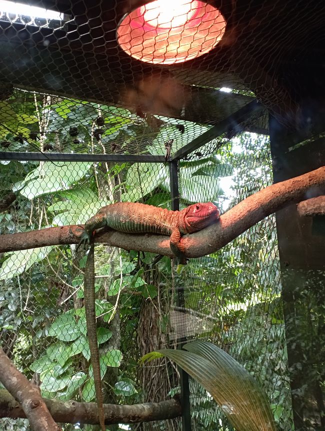 Seltene Tiere und Baumwipfelpfad im Dschungel, letzter Tag auf Guadeloupe