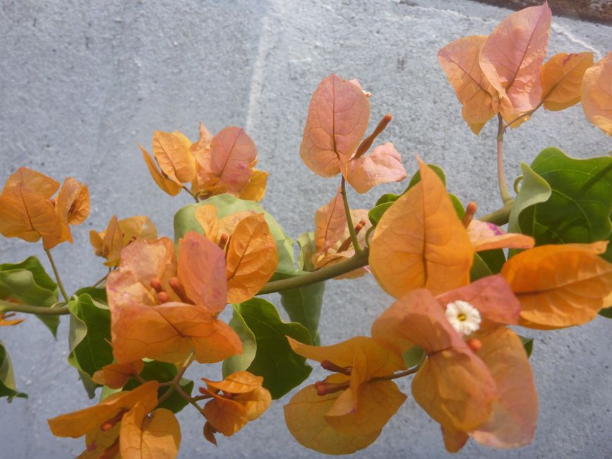 2025-08-12 Terceria, Angra