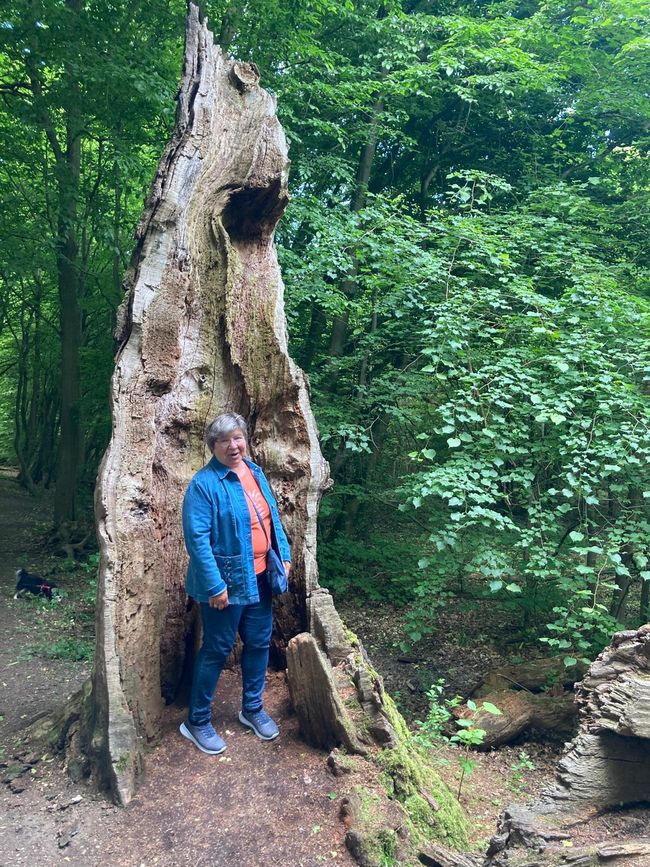 🌳