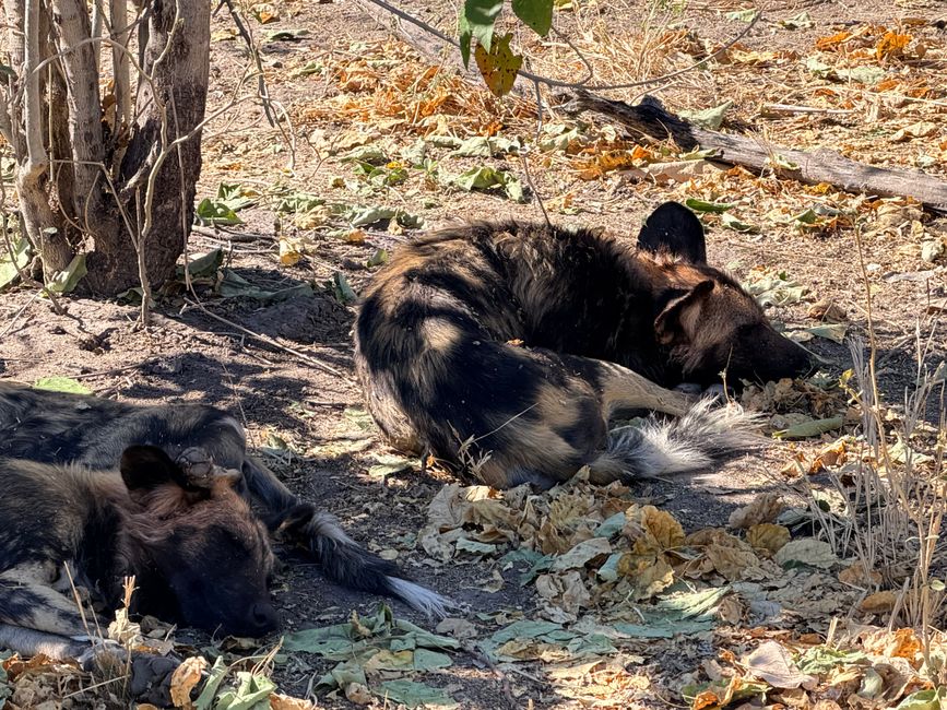 Abschied von Botswana