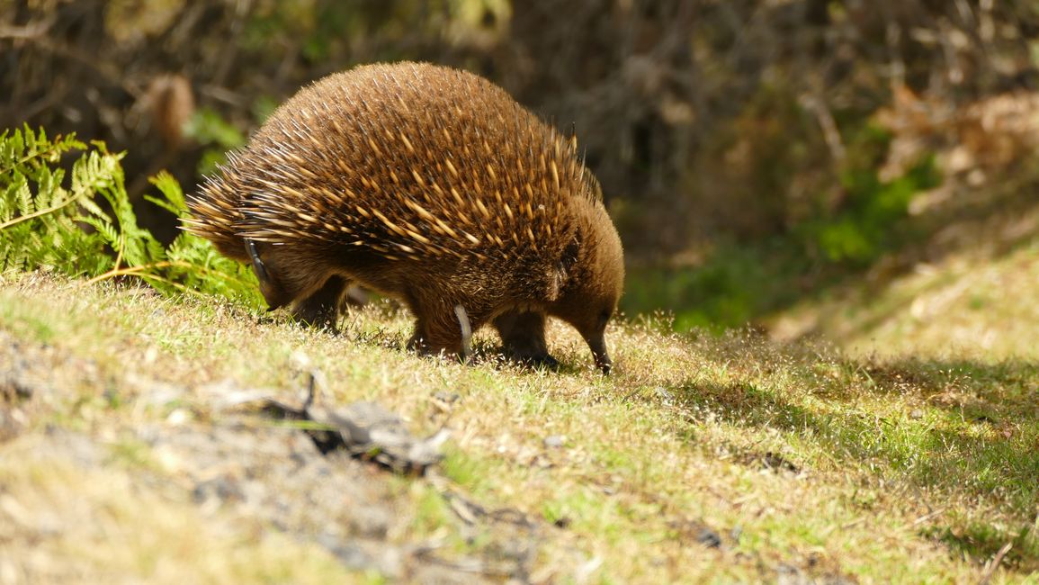 - Singapur & Tasmania 2019 -