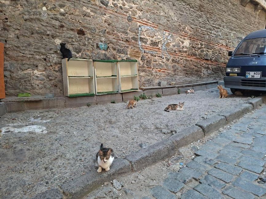 Istanbul Cat en bombillas 