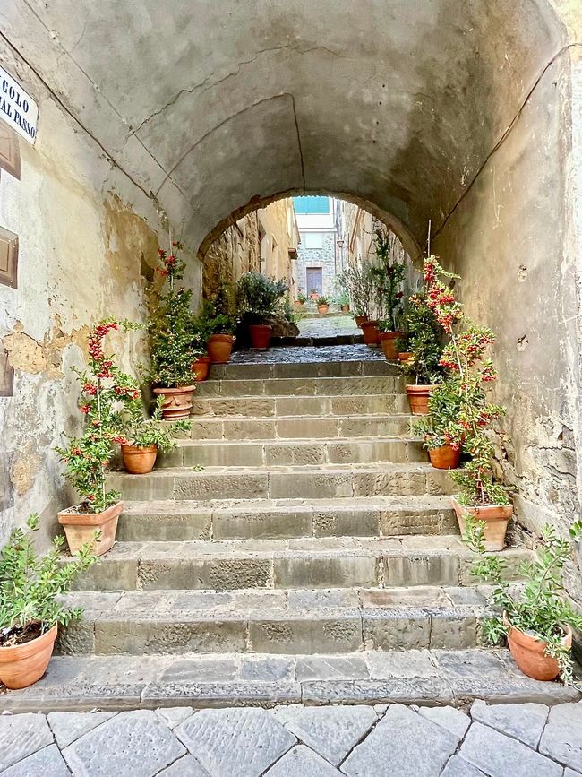 Pflanzen über Pflanzen – wohin das Auge blickt.