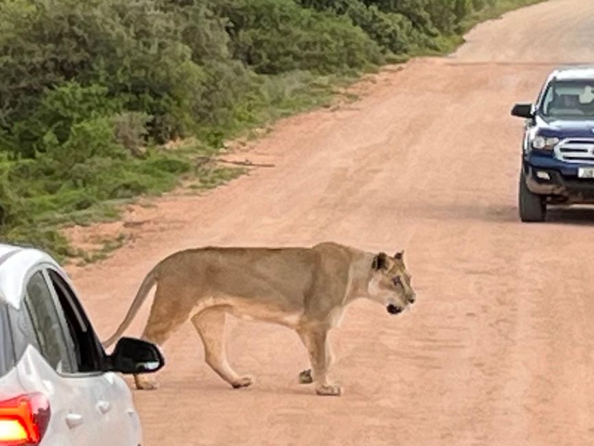 Addo Elephant Park