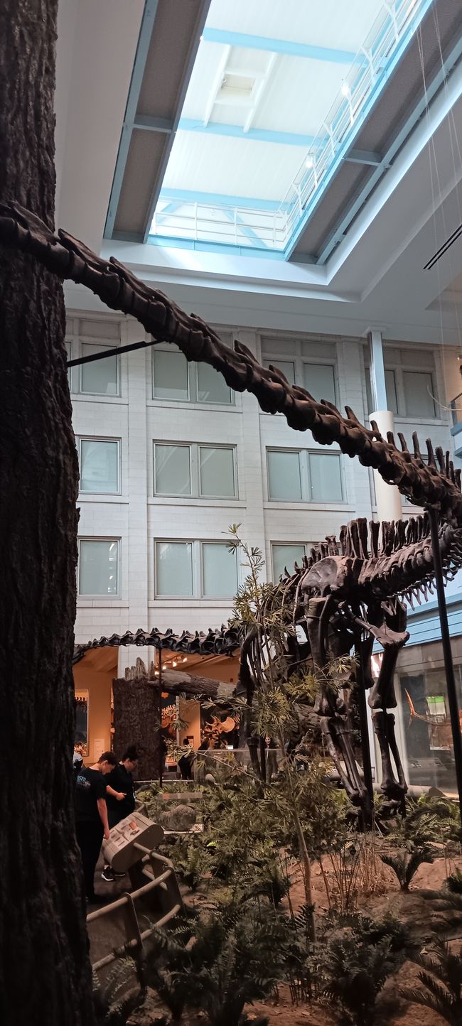Museum of Natural History I