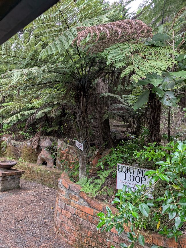 Coromandel und Abreise