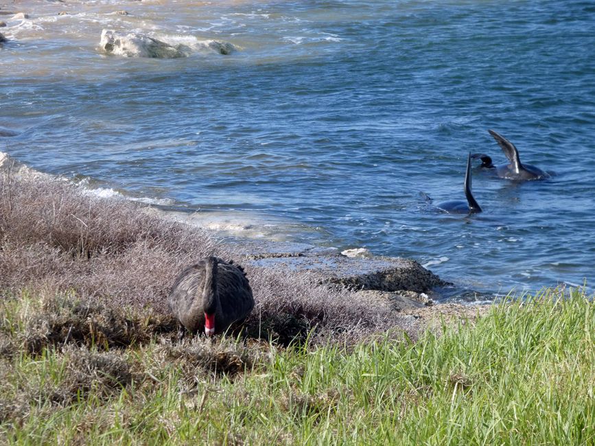 Kingscote, Kangaroo Island