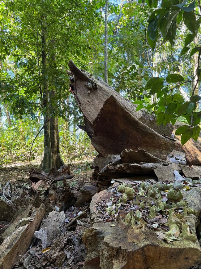 Coati de hocico blanco / perturbado
