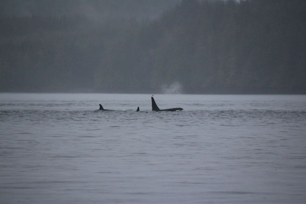 Seasmoke Whale Watching Tour