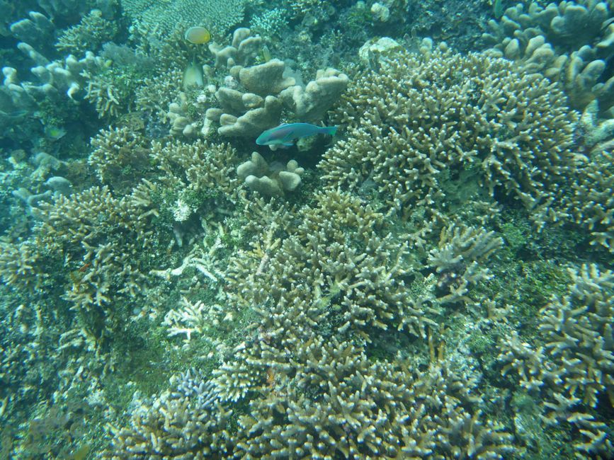 Waiag, Raja Ampat, Indonesia