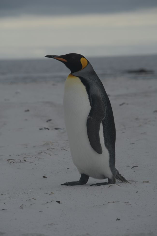 Manchot royal / King penguin