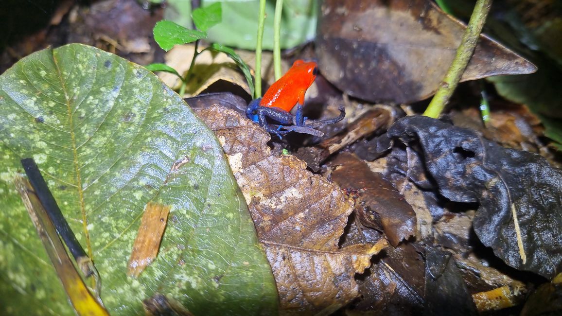 Jungle Life Costa Rica-
Rainforest Tour