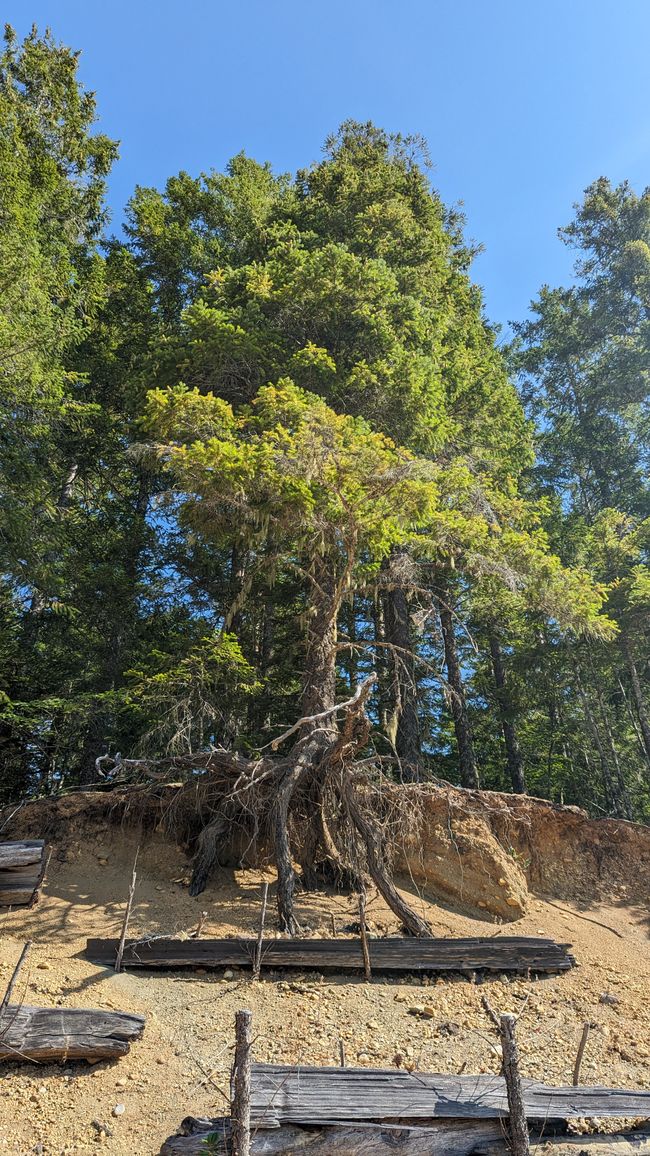 Erosion at Buttle Lake