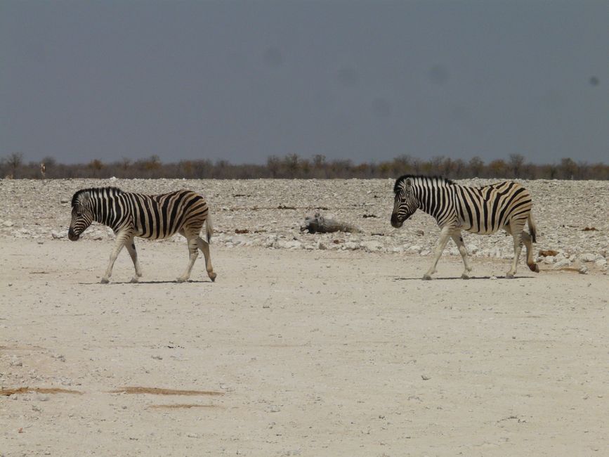 2. Day: Etosha National Park