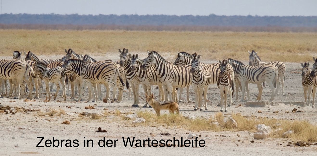 Etosha - Día de los Gatos