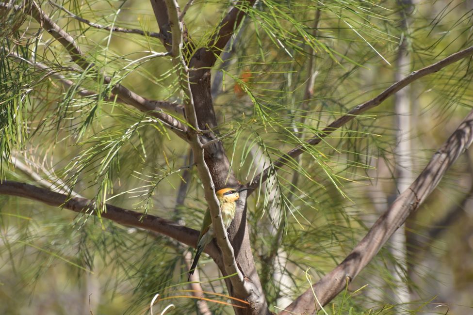 Galvin Gorge - Bee Eater