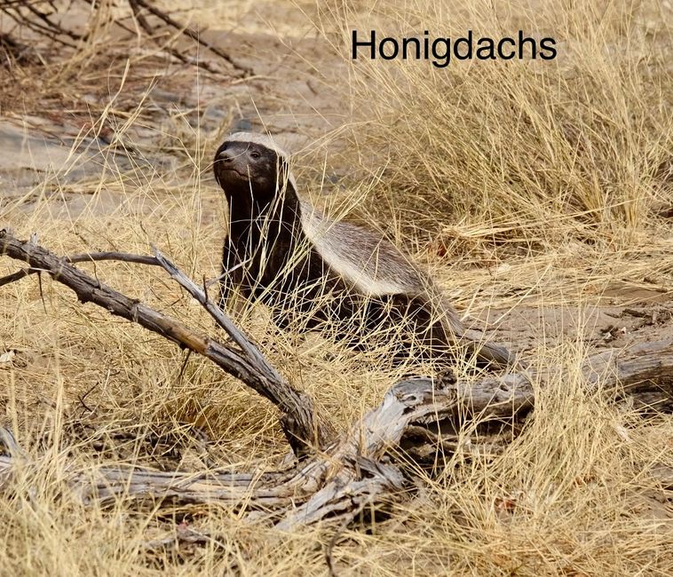 Etosha - Katzentag