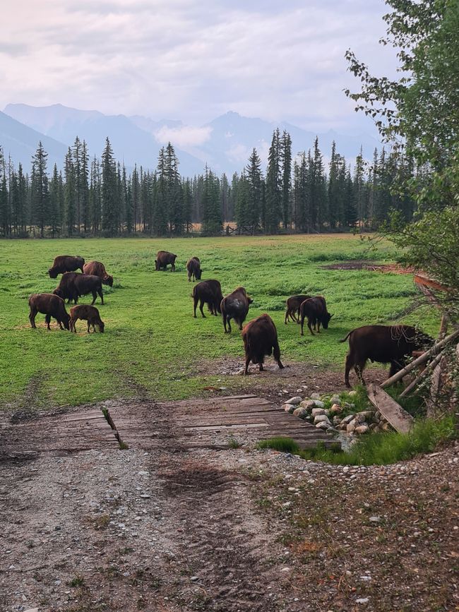 Golden 2 - Bison Tour and Rafting