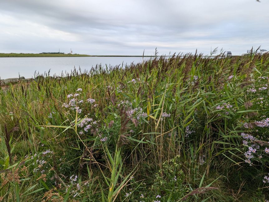 Fehmarn ● The morning hour has gold in its mouth