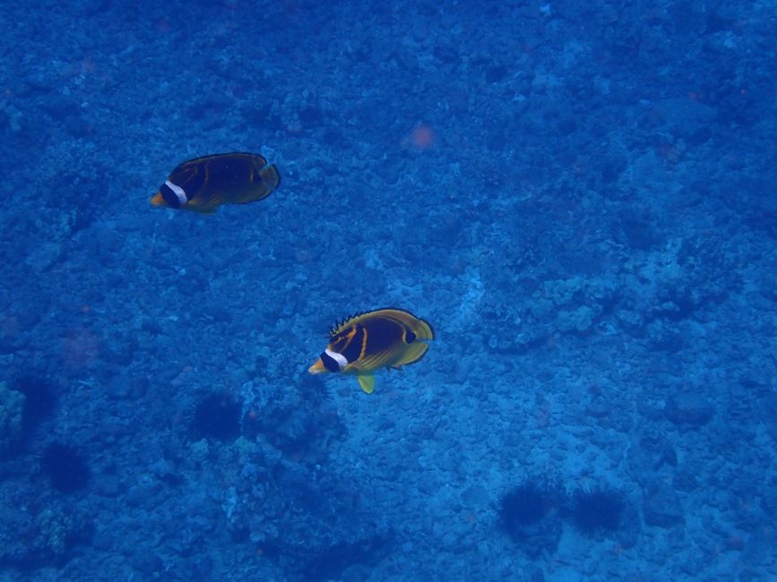 Snorkeling à Molokini - Poissons papillon croissants