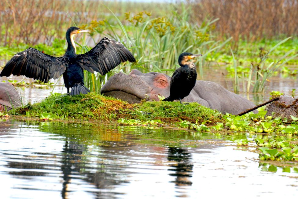 Águila pescadora en un descanso digestivo