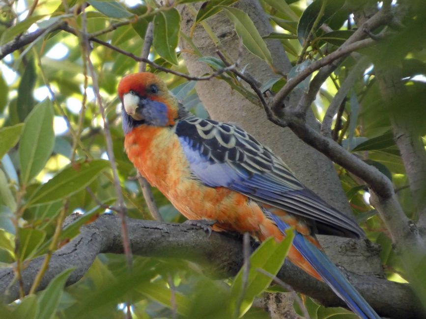 Tanunda Birds