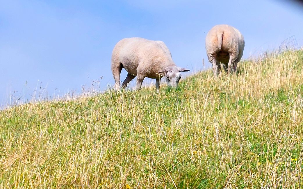 Les moutons 🐑 entretiennent les digues