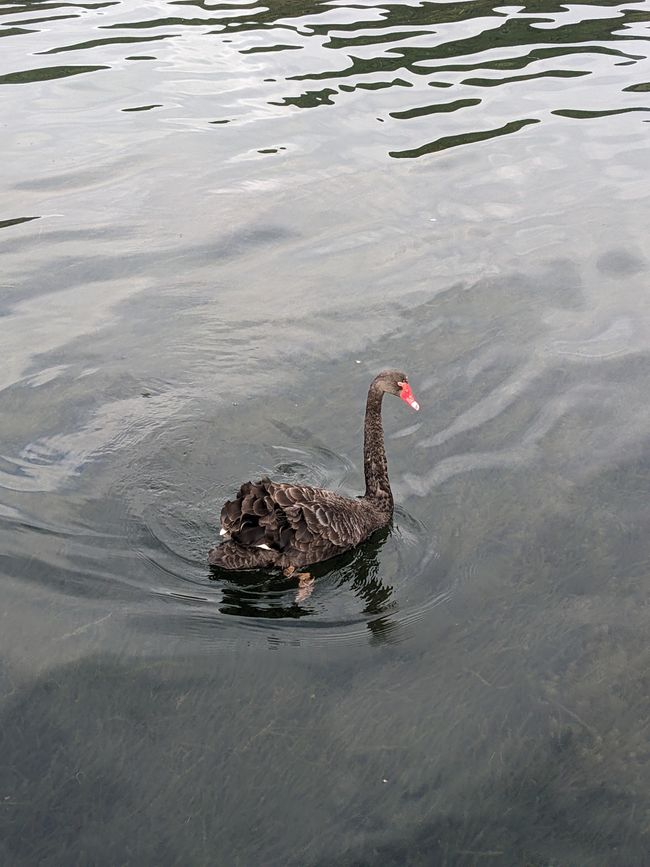 Black swan on Lake Rotoiti. I haven't seen a white swan in NZ so far.