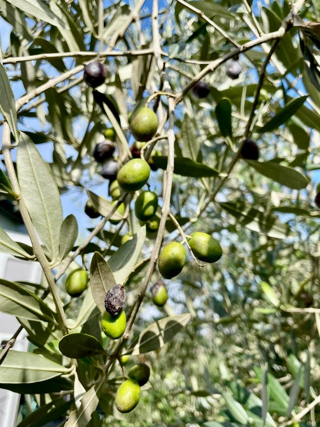 Olivenbäume sind neben Weinreben überall zu finden.