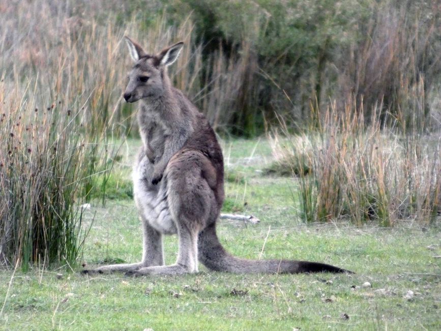 Melbourne - Wilsons-Promontory-Nationalpark
