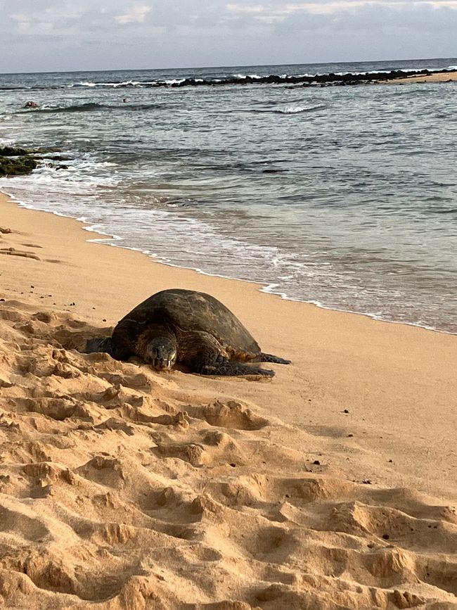 D18 - 7am Yoga with Norbi and Poipu beach with monk seals, sea turtles and Humuhumunukunukuapua‘a