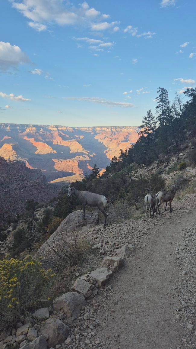 30.09. Grand Canyon - Bright Angel Trail