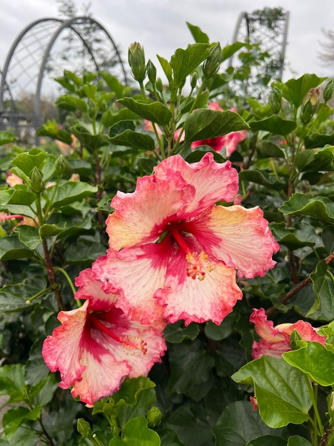 Flowers, Flowers, Flowers