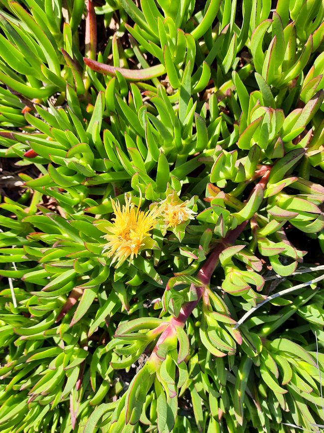 Yellow midday flower, it seems you can eat it