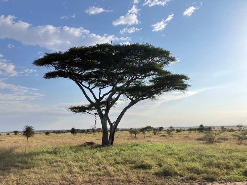 En la Serengeti - Día 2