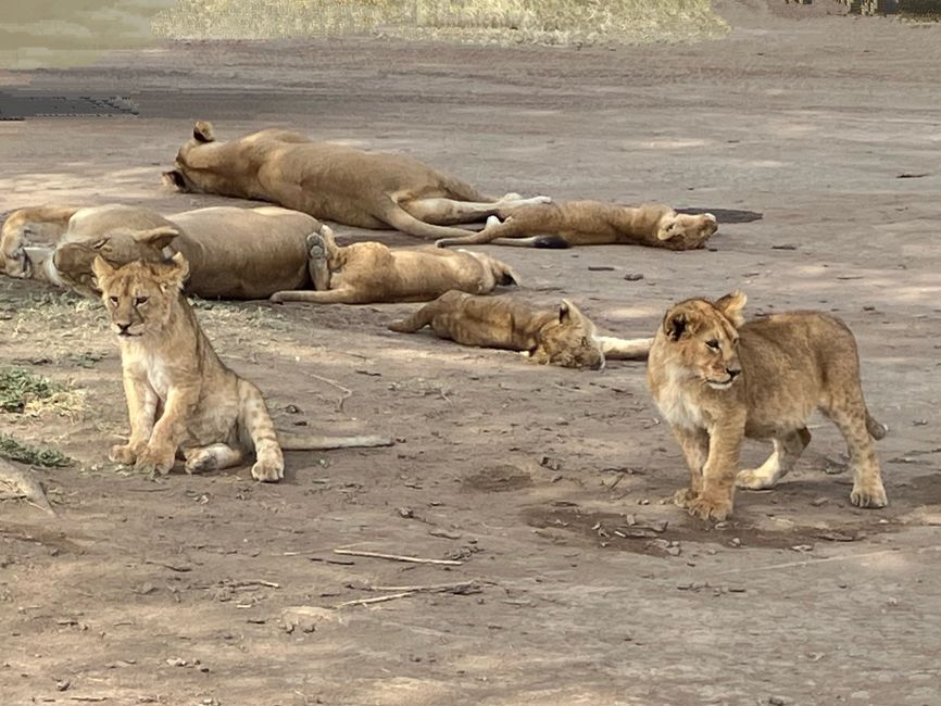 En la Serengeti - Día 1